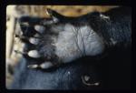 yeti-bear foot